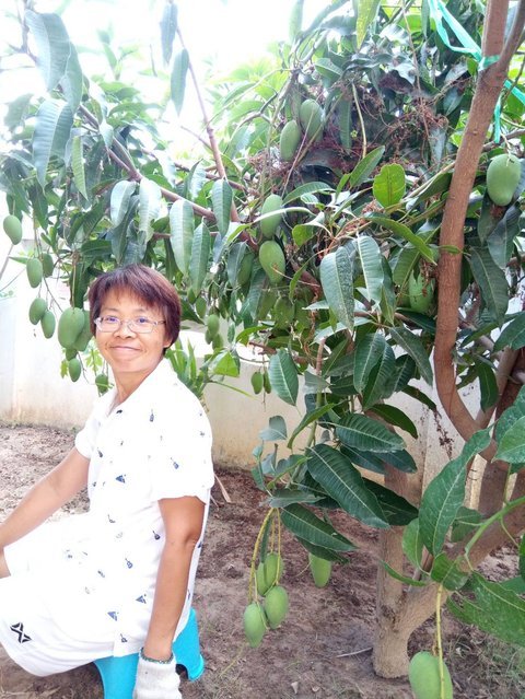 Sukrawee Worakrut, 54, tending her small mango garden at her home in Sisaket Province